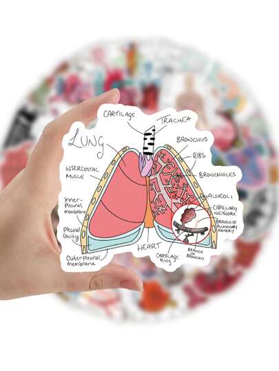 50 قطعة ملصقات تشريحية مقاومة للماء من التصميمات التشريحية ، مناسبة للطلاب ، المعلمين ، زجاجات المياه ، الأجهزة المحمولة ، الكتب المصورة - ملصقات تشريح الجسم البشري