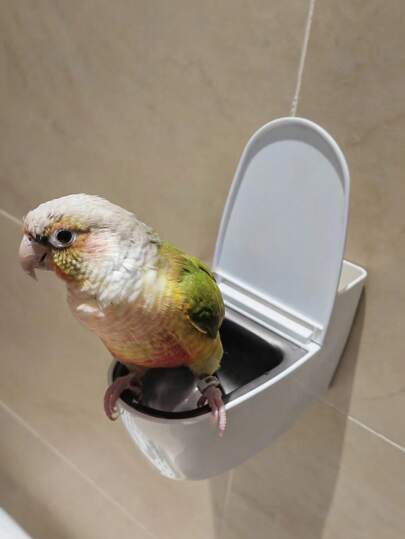 طقم تدريب بالطائر على استخدام المرحاض وسلطانية الطعام، متعدد الاستخدامات وممتع، قابل للتثبيت على الحائط أو المكتب، مدرب مرحاض للببغاوات مع غطاء، سهل التنظيف، يستهدف التدريب على النظافة والتبرز للببغاوات والطيور الصغيرة، اكسسوارات للطيور.