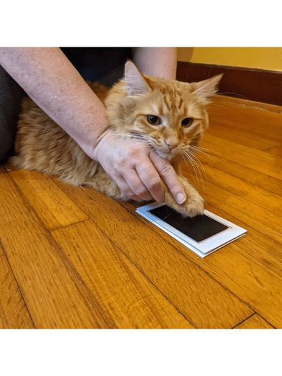 طقم بصمة أرجل الحيوانات الأليفة مع وسادة حبر واحدة وبطاقتي بصمة, هدايا عيد الهالوين وعيد الشكر وعيد الميلاد, سجل مميز لنمو الحيوانات الأليفة, ذكريات مدى الحياة