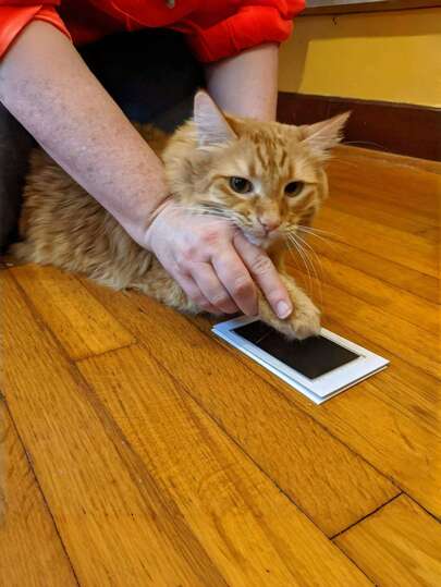 طقم بصمة راحة قدم الحيوات الأليفة مع وسادة حبر قابلة للتنظيف- هدية للكلاب والقطط ، هدية تذكارية بدون غسل وإطار صورة DIY سهل