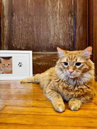 طقم بصمة راحة قدم الحيوات الأليفة مع وسادة حبر قابلة للتنظيف- هدية للكلاب والقطط ، هدية تذكارية بدون غسل وإطار صورة DIY سهل