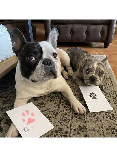 بصمات أقدام الحيوانات الأليفة كذكريات دون حبر، مثالية لإحياء ذكريات نمو القطط والكلاب، والاحتفاظ بذكريات ثمينة لحيواناتك الأليفة، هدايا عيد الحب (قم بإزالة الشعر بين أقدام الحيوان لتحقيق تأثير جميل)