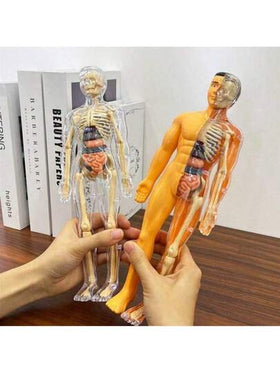نموذج هيكل عظمي بشري، تجميع تعليمي، نموذج بنية العظام، لعبة، استكشاف الجسم البشري، مختبر العلوم الحياتية، طالب، هدية عيد ميلاد، هدية عطلة، هدية رائعة