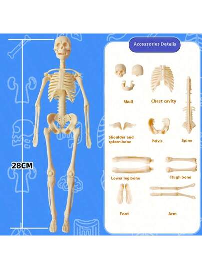نموذج هيكل عظمي بشري، تجميع تعليمي، نموذج بنية العظام، لعبة، استكشاف الجسم البشري، مختبر العلوم الحياتية، طالب، هدية عيد ميلاد، هدية عطلة، هدية رائعة