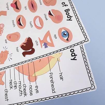 قطعتان من ملصقات أجزاء الجسم لتعلم المعرفة للأطفال، ملصقات حائط للمدرسة الابتدائية، ديكورات غرفة الأطفال، ملصقات تعليمية بحجم A4